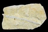 Archimedes Screw Bryozoan Fossil - Alabama #178187-1